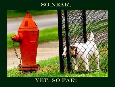 funny picture of a dog staring through a fence at a fire hydrant